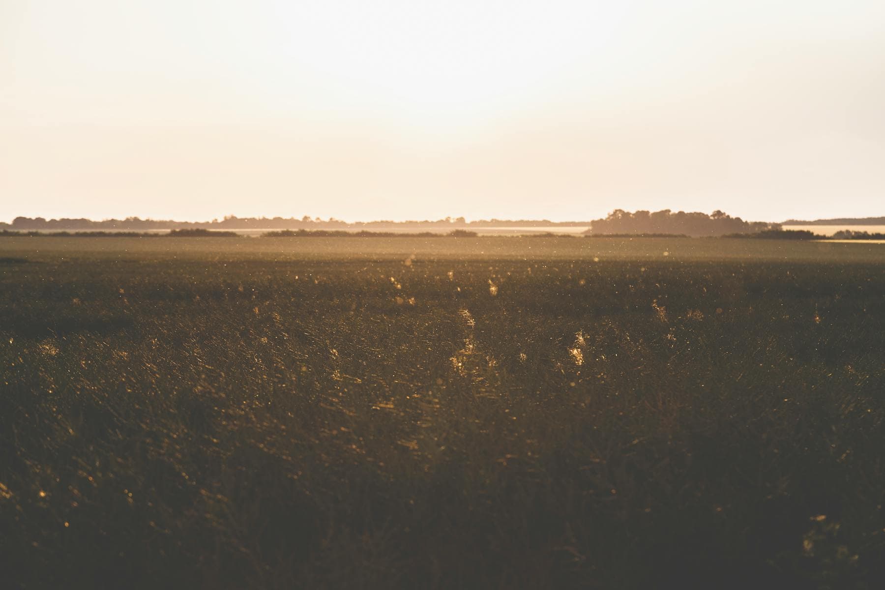 A wide grass field under a bright sky.